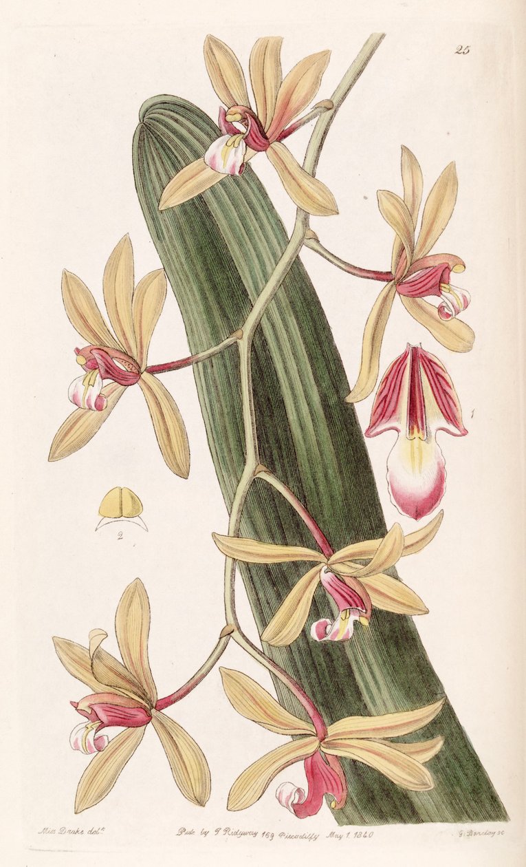 Cymbidium aloifolium (als Syn. Cymbidium pendulum) von Miss Drake