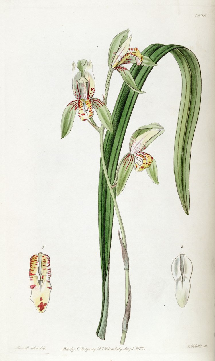 Cymbidium ensifolium (als syn. Cymbidium ensifolium var. estriatum) von Miss Drake