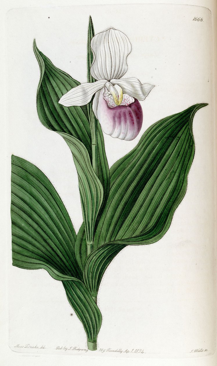 Cypripedium reginae (als syn. Cypripedium spectabile) von Miss Drake