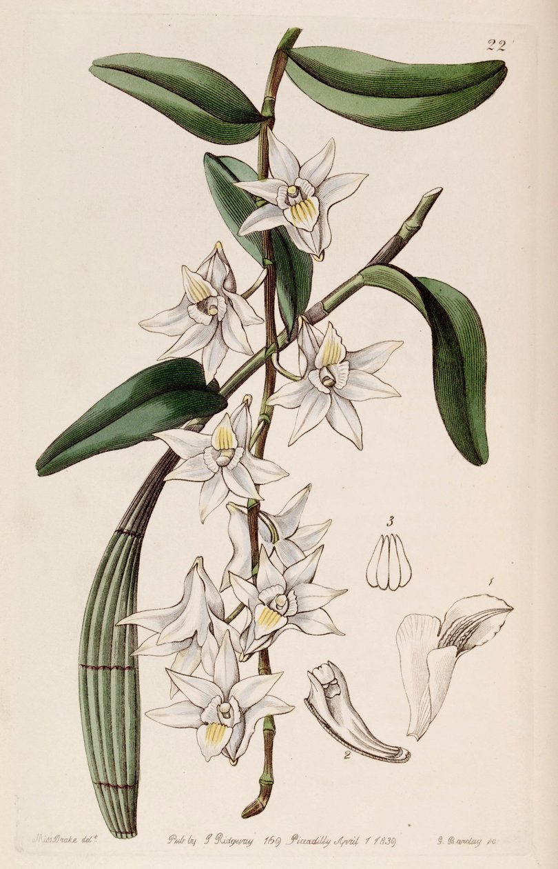 Dendrobium crumenatum von Miss Drake