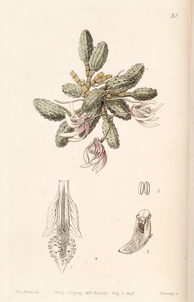 Dendrobium cucumerinum oder Dockrillia cucumerina von Miss Drake