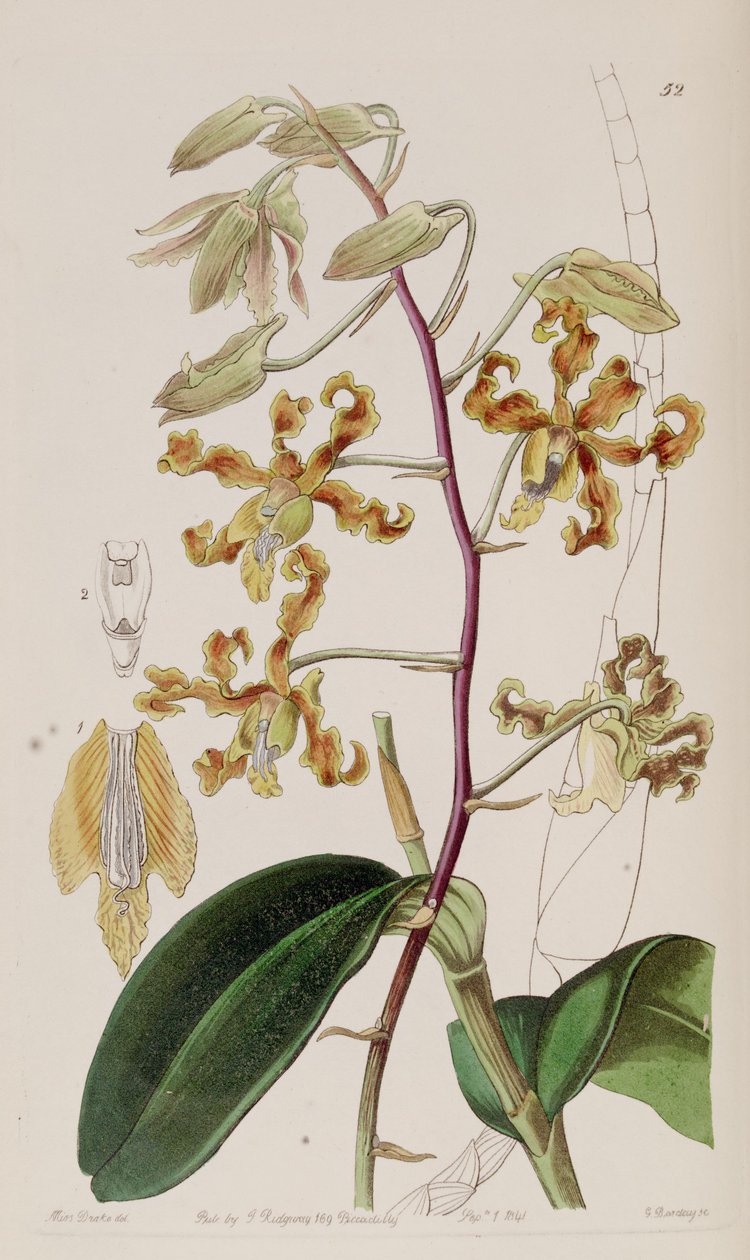 Dendrobium discolor von Miss Drake