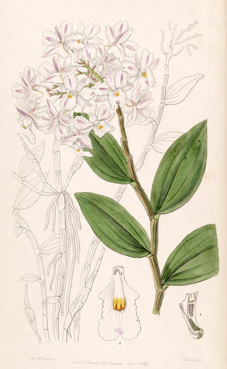 Dendrobium mutabile von Miss Drake