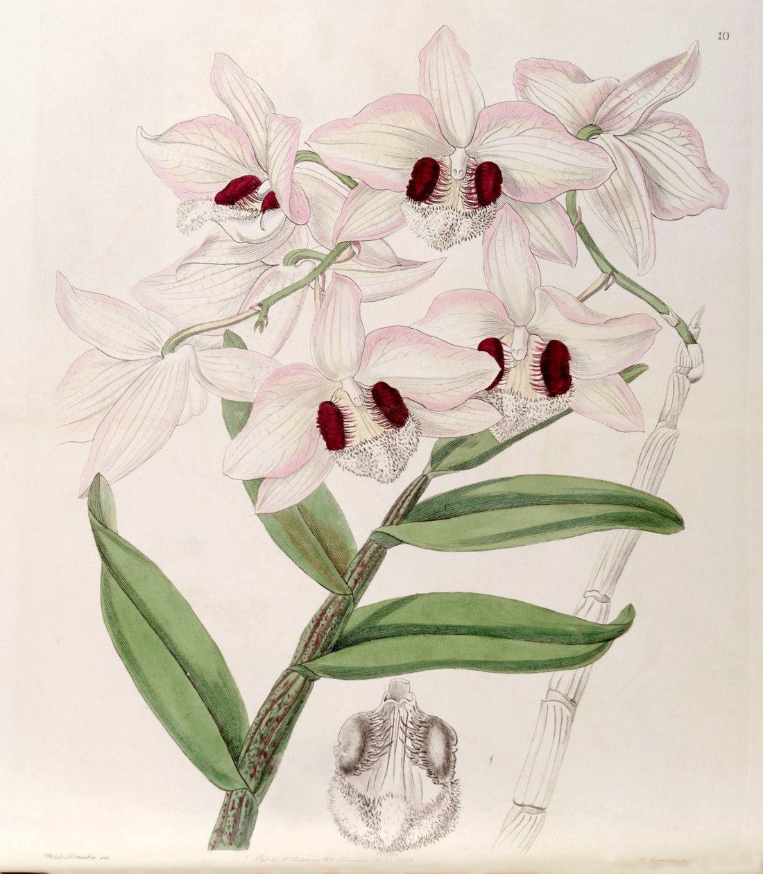 Dendrobium pulchellum von Miss Drake