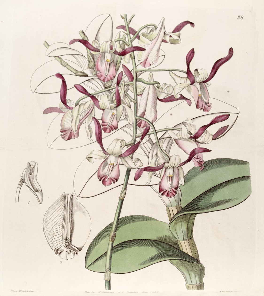 Dendrobium taurinum von Miss Drake
