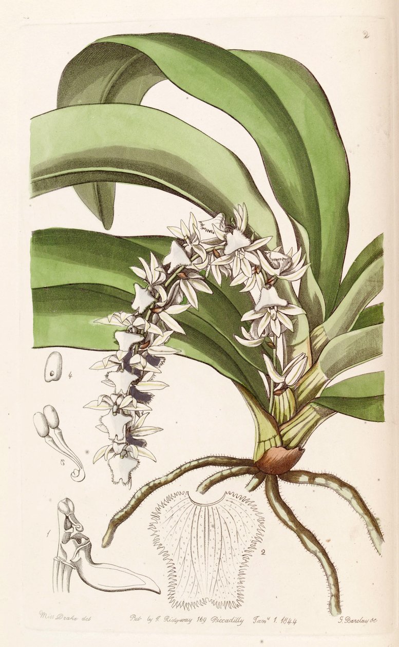 Diaphananthe pellucida von Miss Drake
