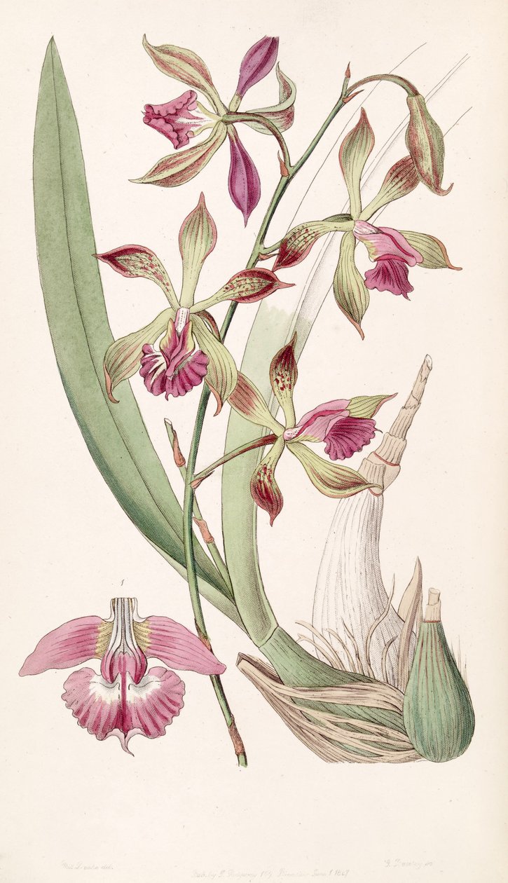 Encyclia plicata (als syn. Epidendrum plicatum) von Miss Drake