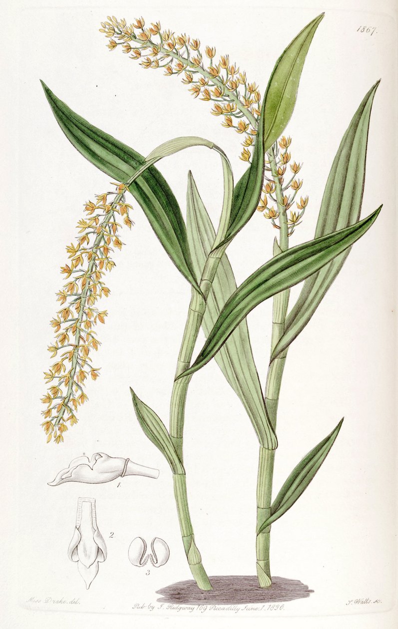 Epidendrum armeniacum von Miss Drake
