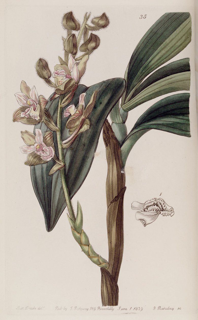 Eria ferruginea von Miss Drake