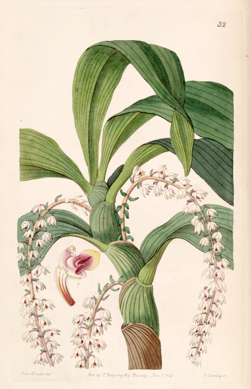 Eria polyura von Miss Drake