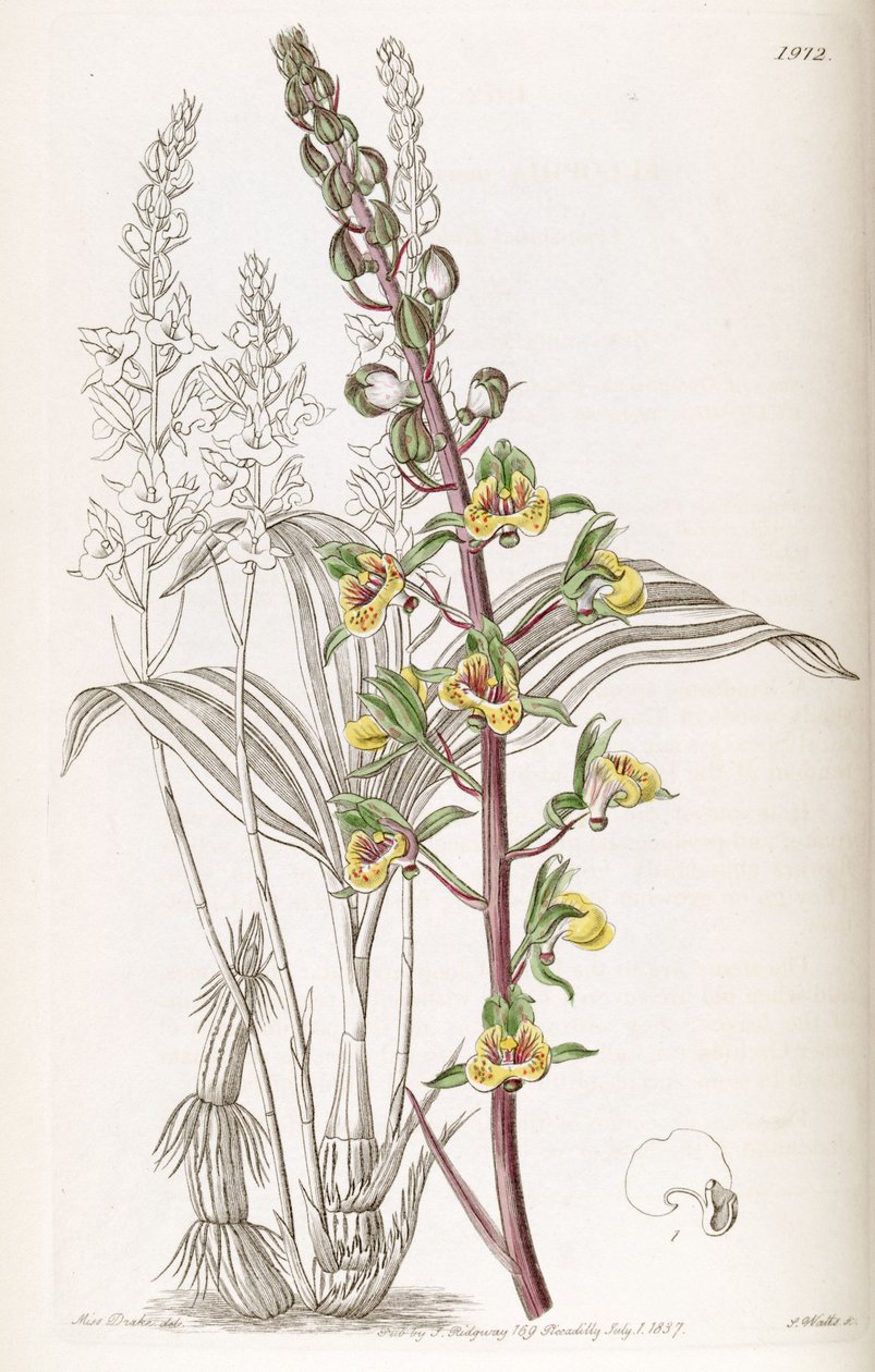 Eulophia pulchra (als syn. Eulophia macrostachya) von Miss Drake