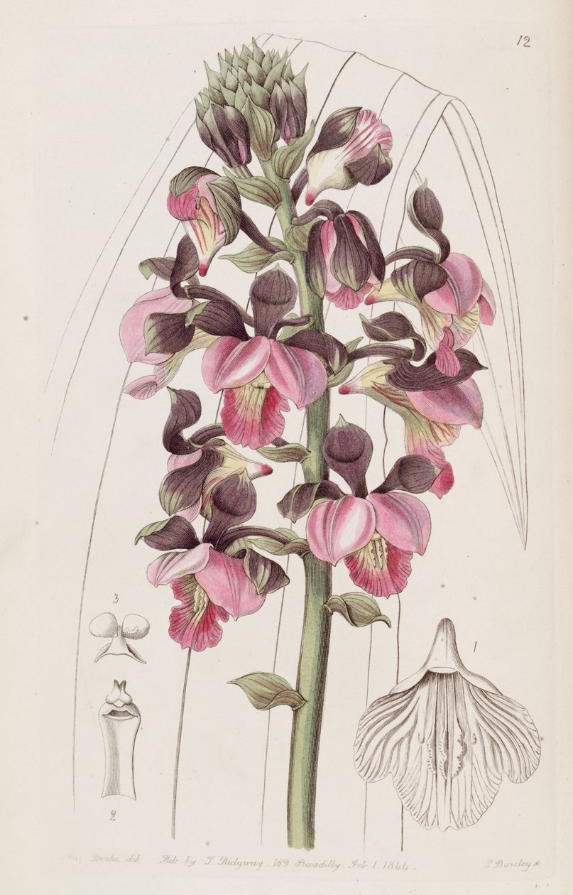 Eulophia rosea von Miss Drake
