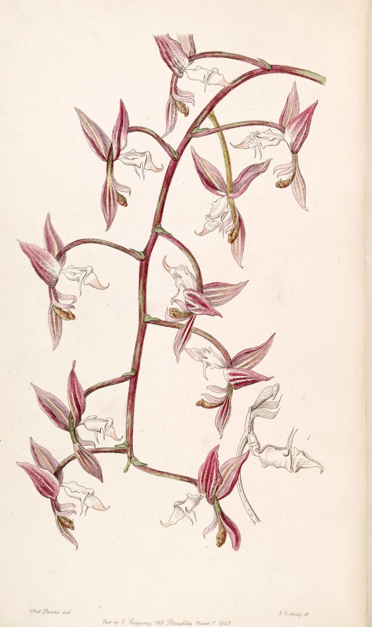 Gongora aromatica von Miss Drake