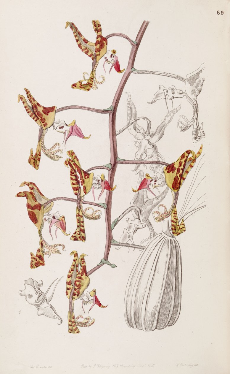 Gongora fulva (als Syn. Gongora maculata var. tricolor) von Miss Drake