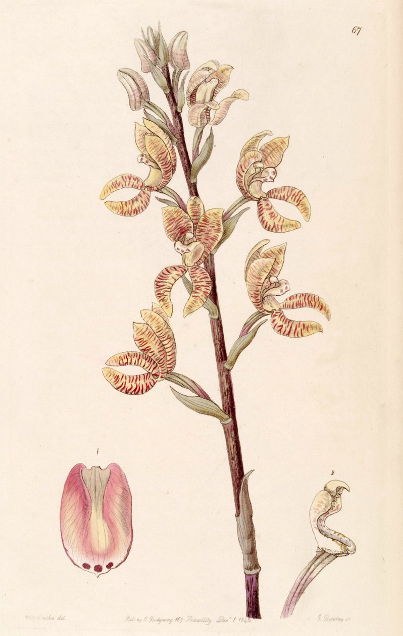 Govenia fasciata von Miss Drake