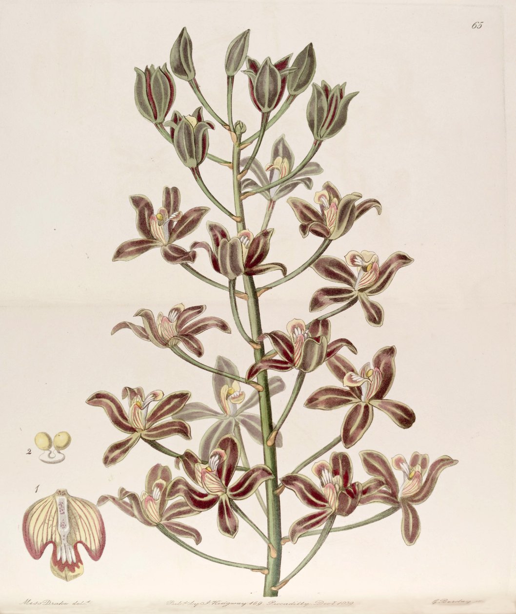 Grammatophyllum multiflorum von Miss Drake
