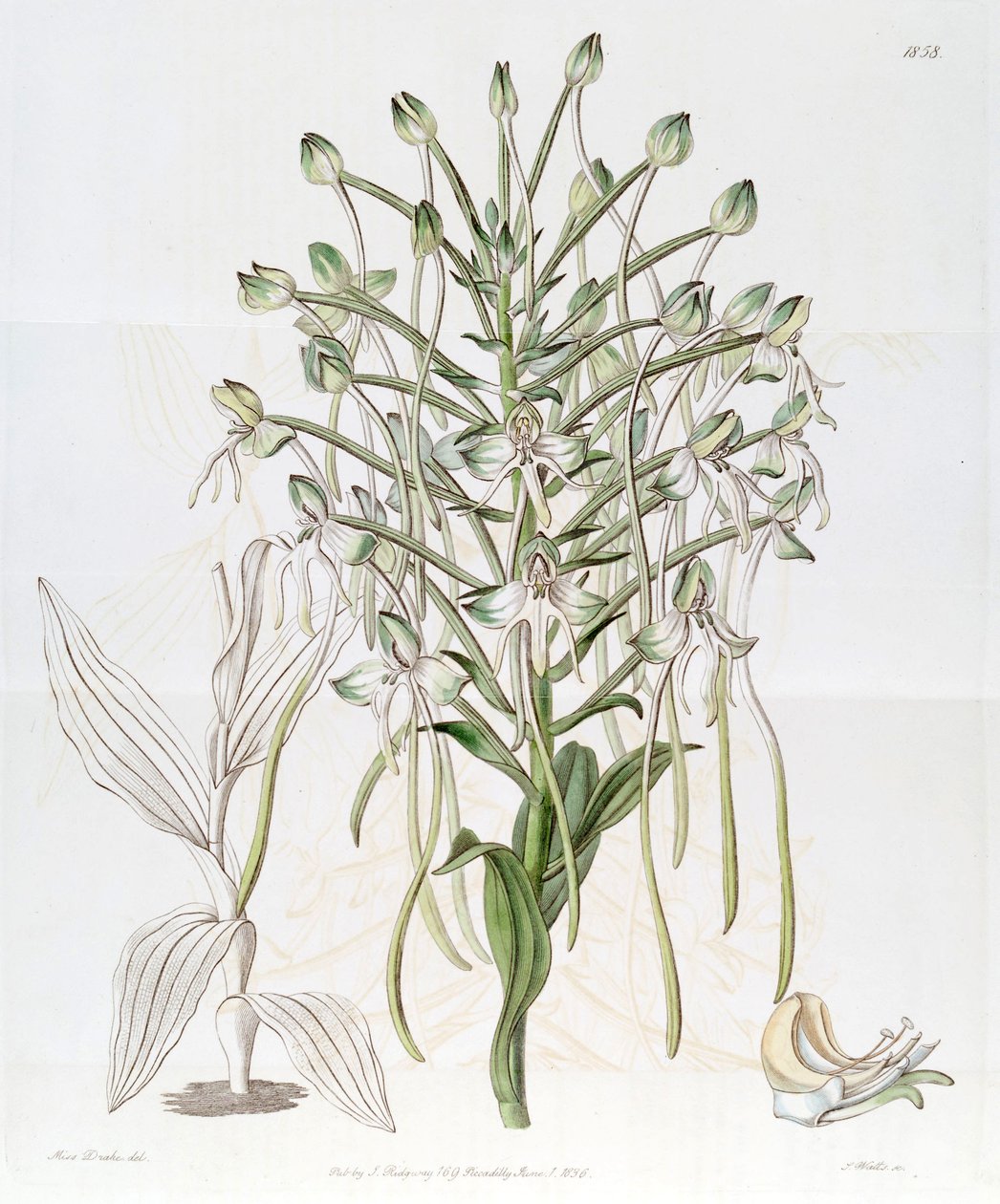 Habenaria procera von Miss Drake