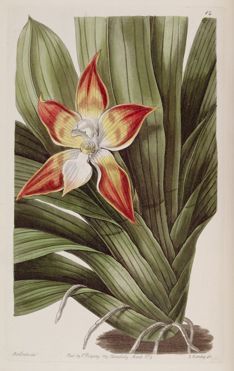 Huntleya meleagris von Miss Drake