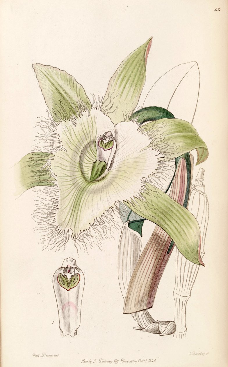 Illustration von Rhyncholaelia digbyana von Miss Drake