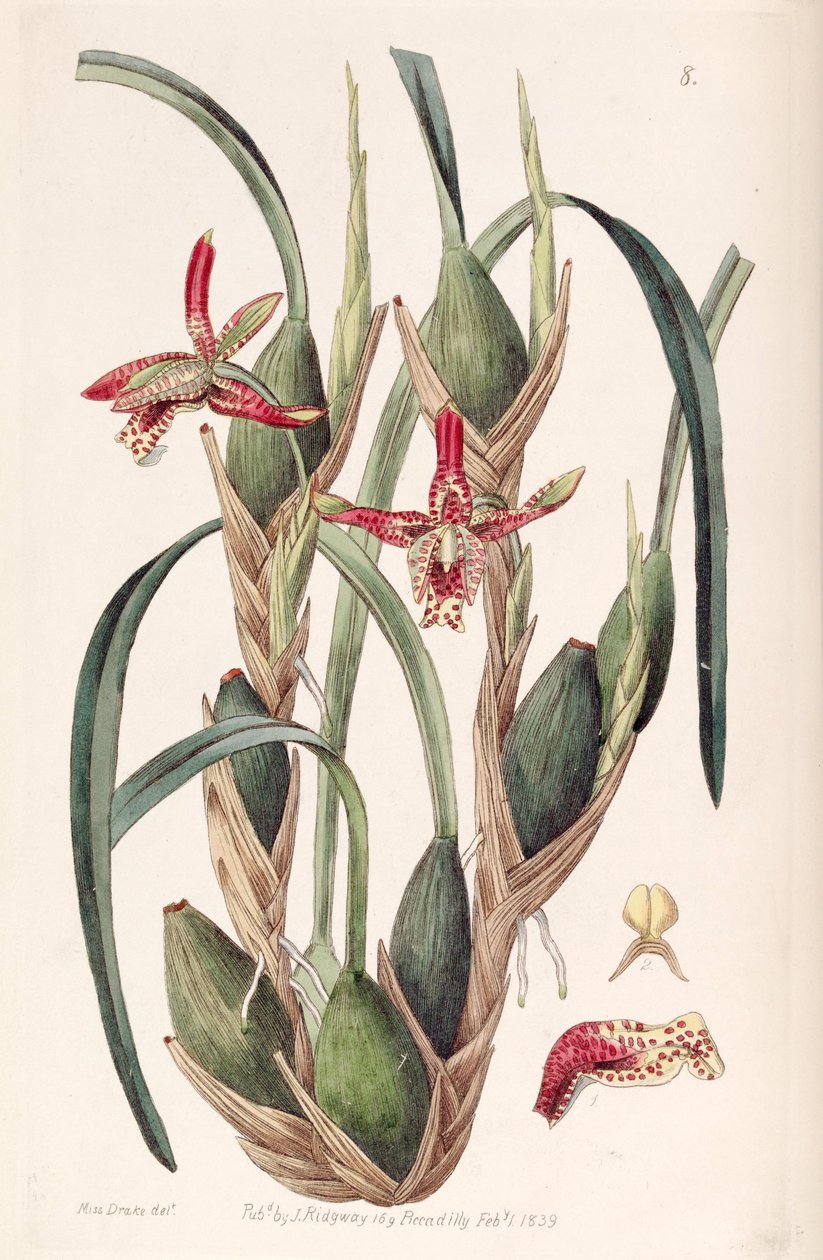 Maxillaria tenuifolia oder Maxillariella tenuifolia von Miss Drake