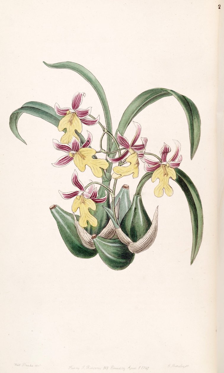 Mexicoa ghiesbreghtiana (als syn. Odontoglossum warneri var. purpuratum) von Miss Drake