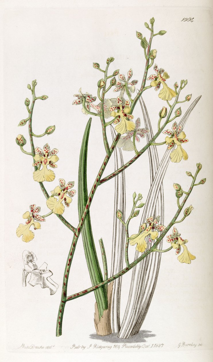 Oncidium cebolleta oder Trichocentrum cebolleta von Miss Drake