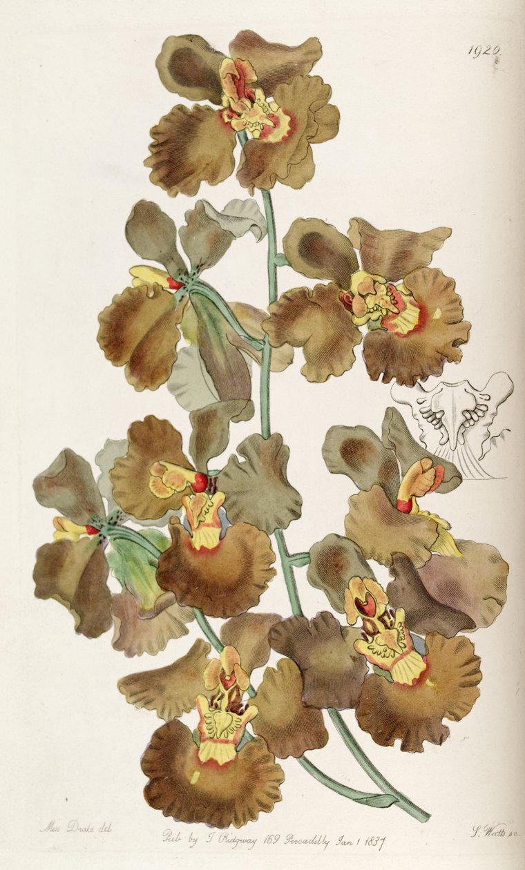 Oncidium crispum von Miss Drake