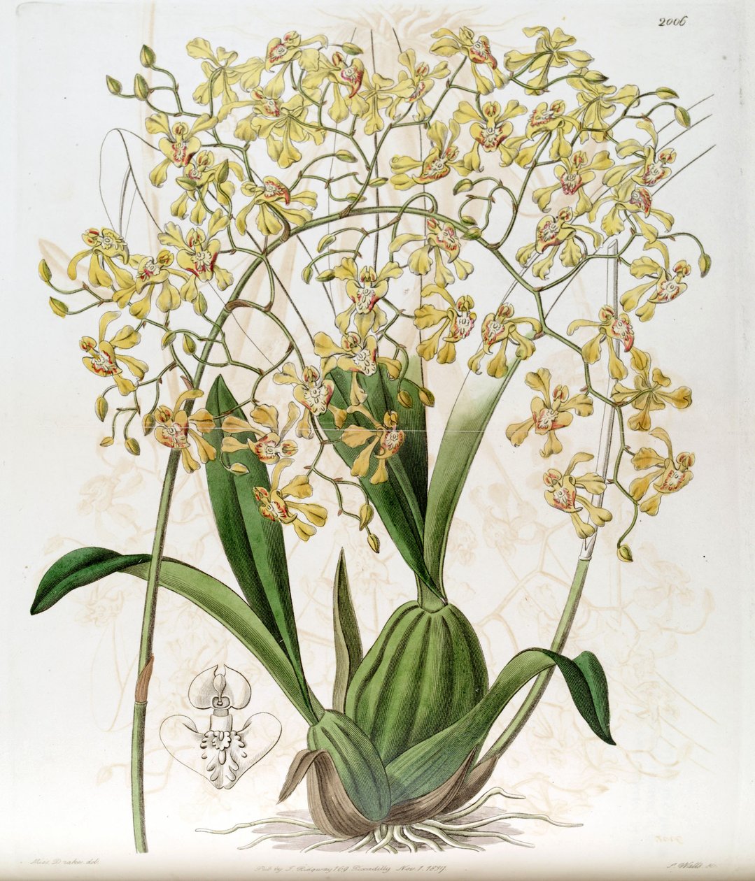 Oncidium deltoideum (geschrieben als Cynorchis fastigiata) von Miss Drake