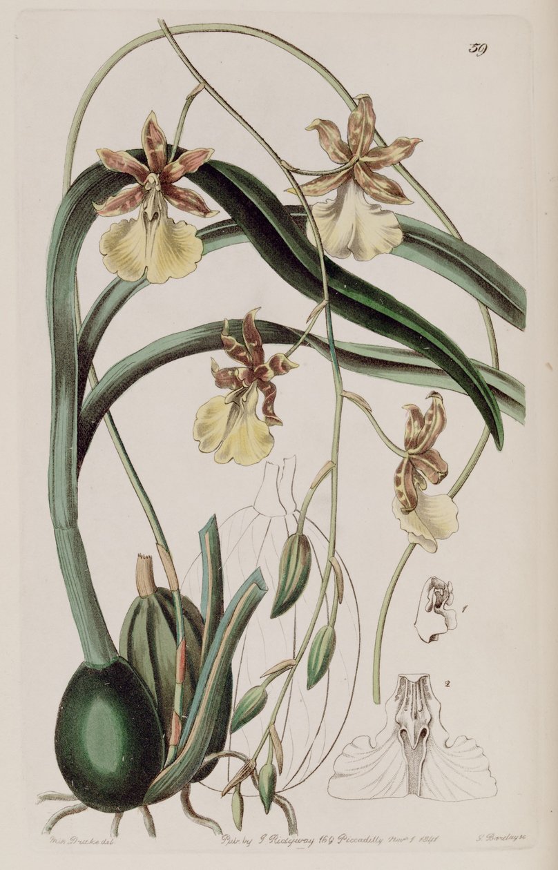 Oncidium graminifolium von Miss Drake
