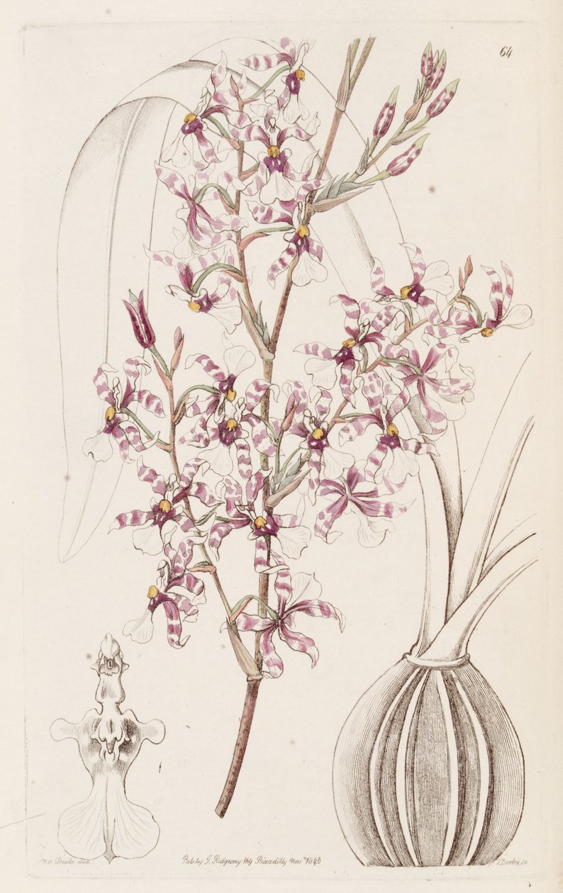 Oncidium incurvum von Miss Drake