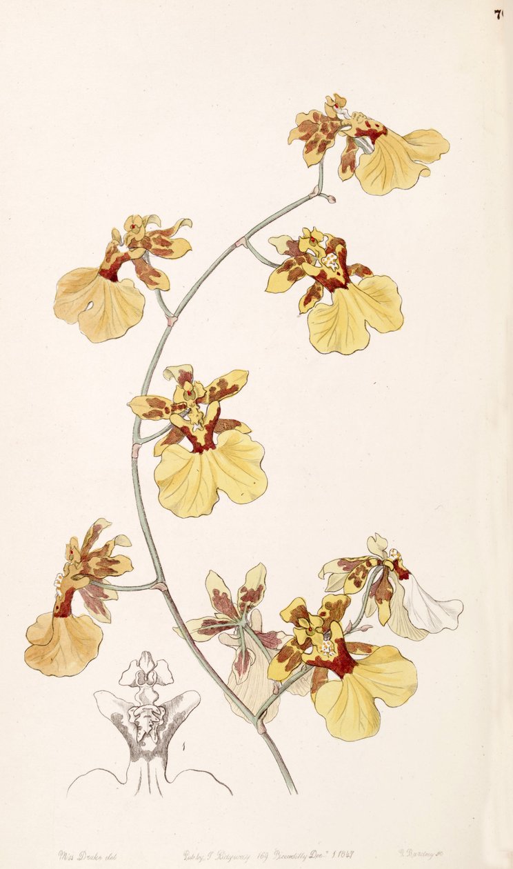 Oncidium reflexum von Miss Drake