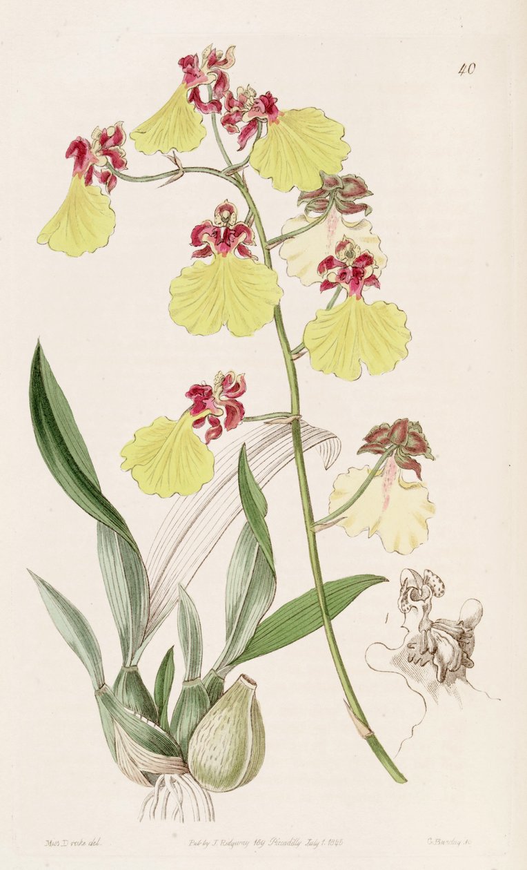 Oncidium spilopterum von Miss Drake