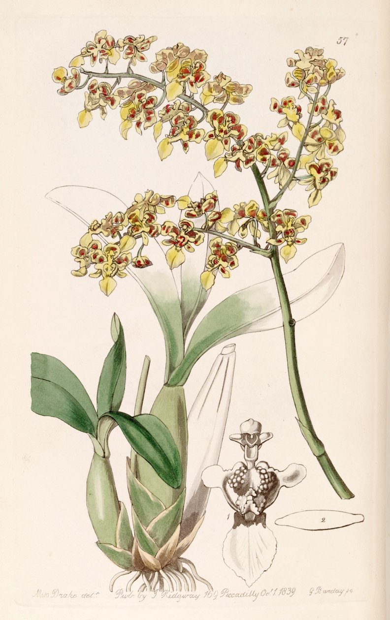 Oncidium venustum (als Syn. Oncidium trulliferum) von Miss Drake