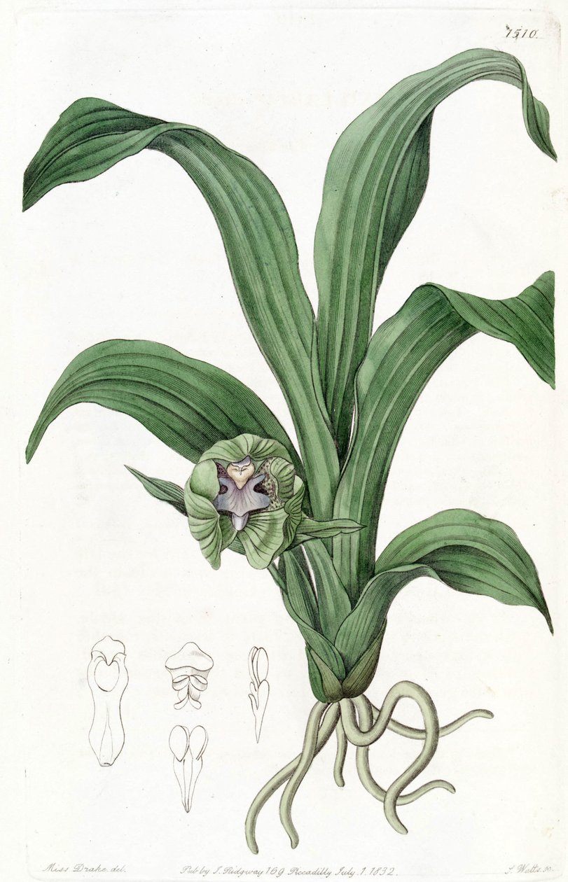 Pabstia viridis (als syn. Maxillaria viridis) von Miss Drake