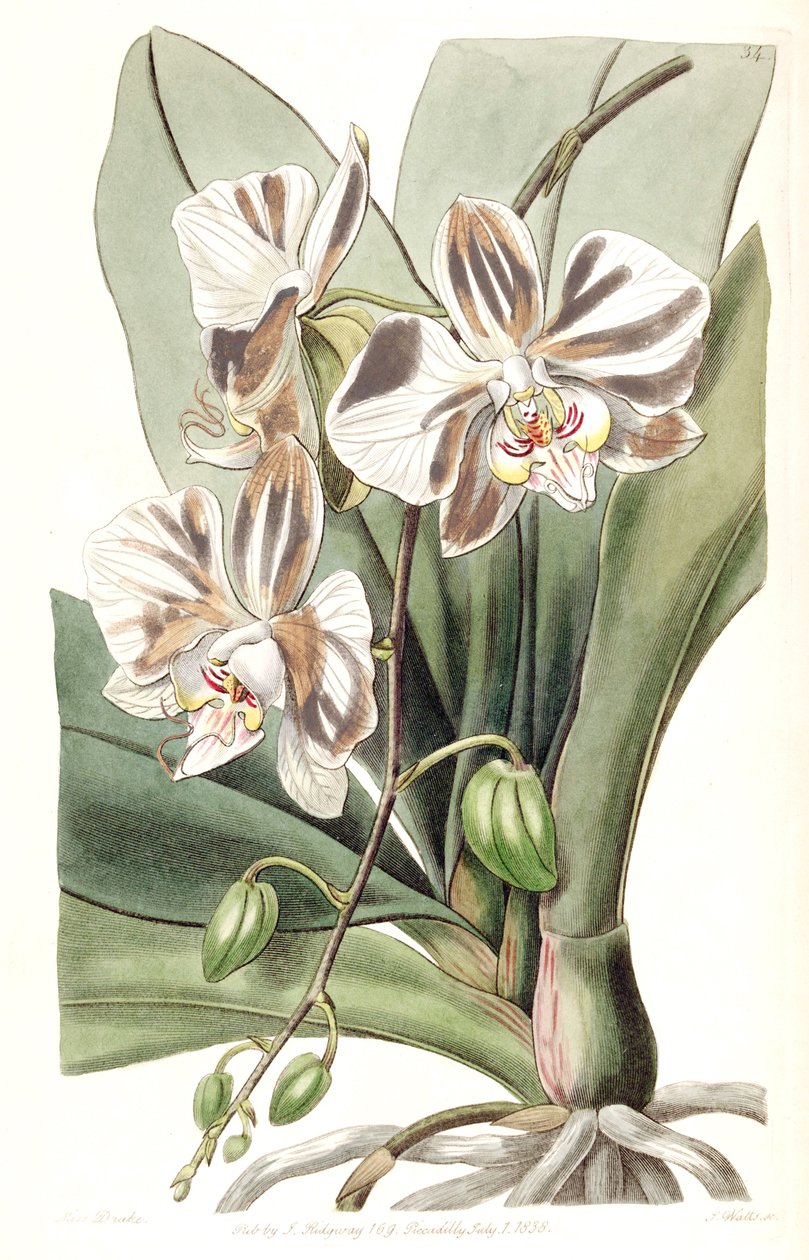 Phalaenopsis aphrodite subsp. aphrodite (als syn. Phalaenopsis amabilis Lindl. (1838), nom. illeg.) von Miss Drake