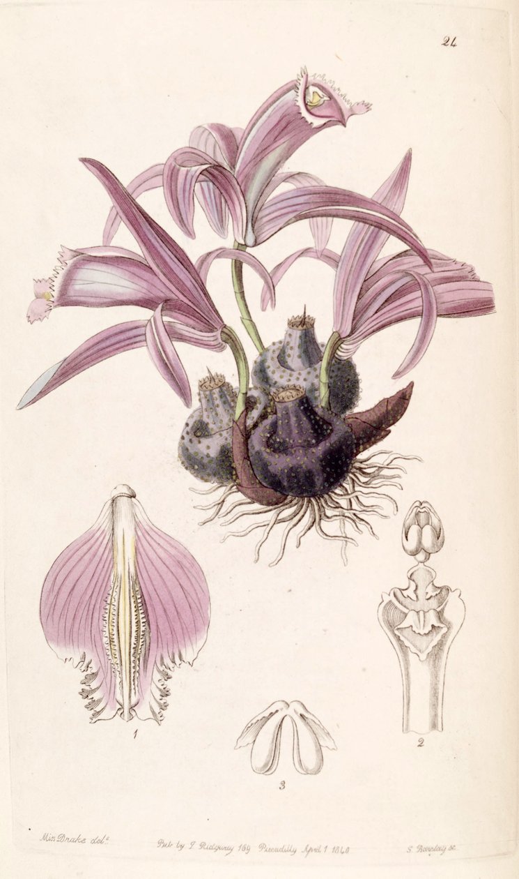 Pleione praecox (als Syn. Coelogyne wallichiana) von Miss Drake
