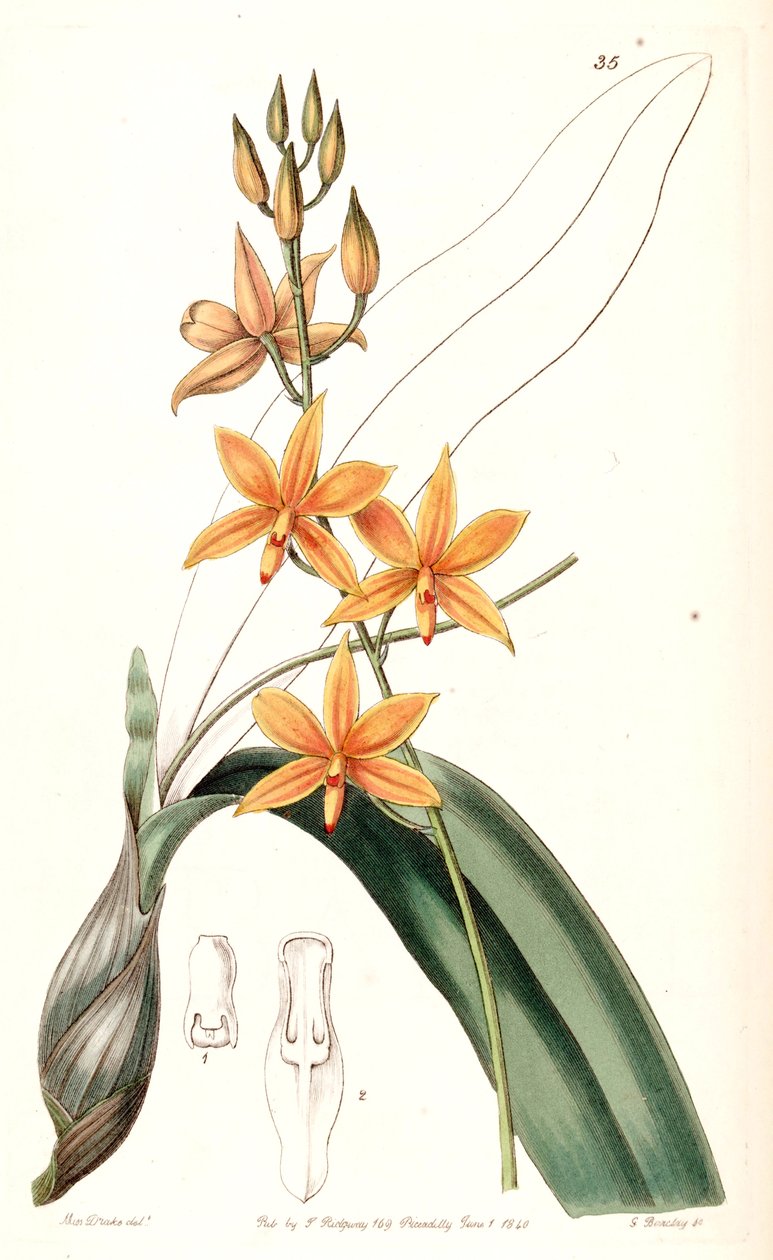 Prosthechea vitellina (als Syn. Epidendrum vitellinum) von Miss Drake