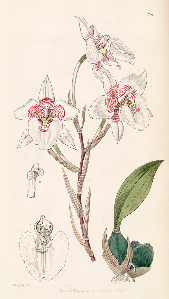 Rhynchostele cervantesii (als syn. Odontoglossum membranaceum) von Miss Drake