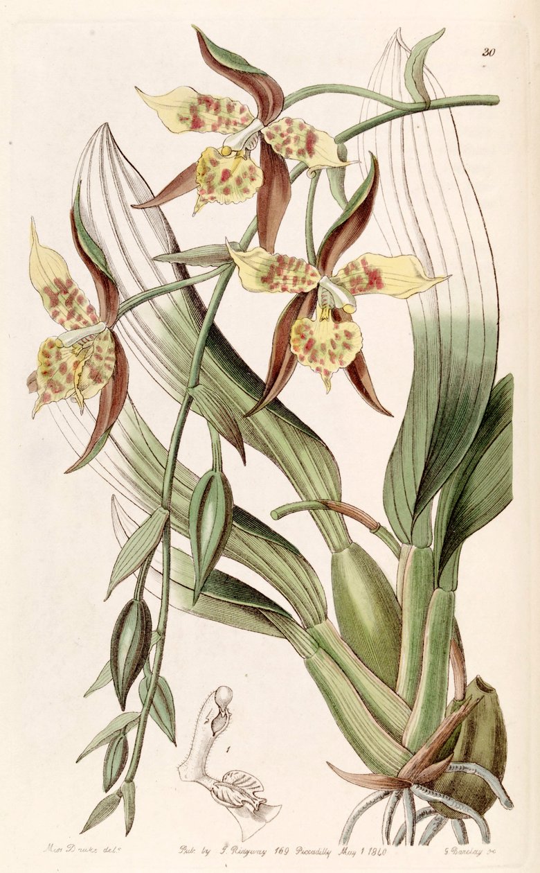 Rhynchostele maculata (als Syn. Odontoglossum maculatum) von Miss Drake