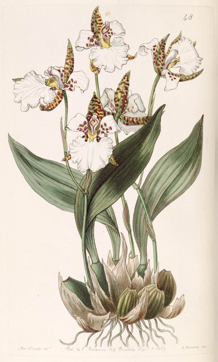 Rhynchostele rossii (als Syn. Odontoglossum rossii) von Miss Drake