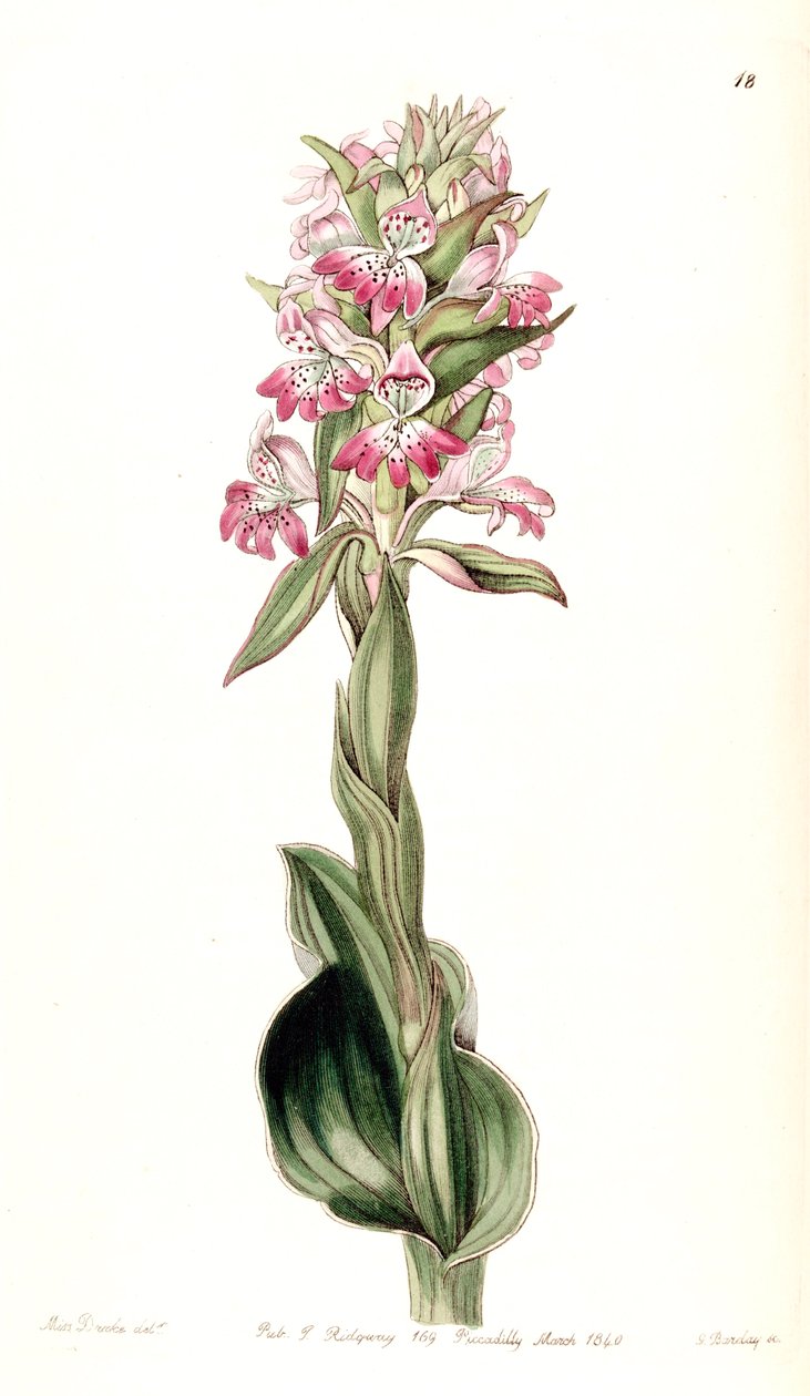 Satyrium erectum (als Syn. Satyrium pustulatum) von Miss Drake