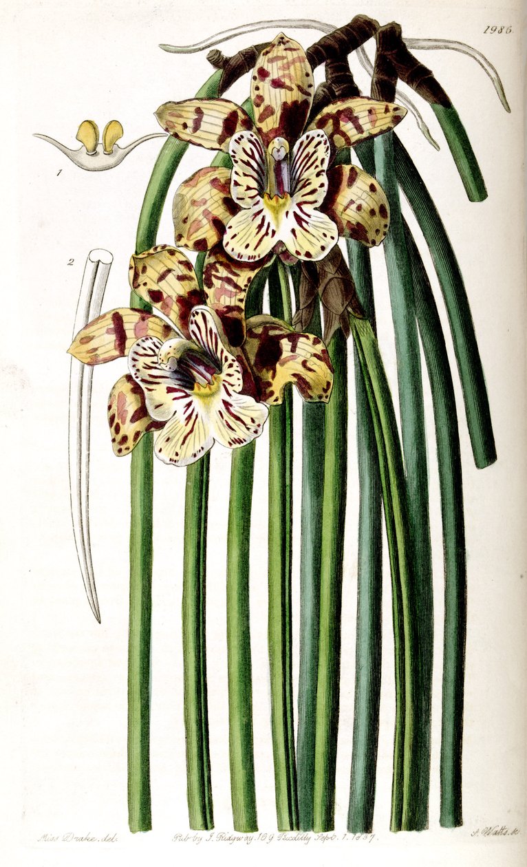 Scuticaria steelei (als syn. Maxillaria steelii) von Miss Drake
