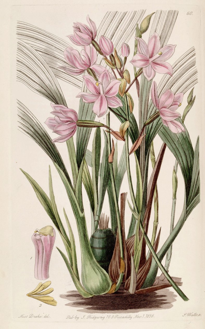 Spathoglottis plicata von Miss Drake