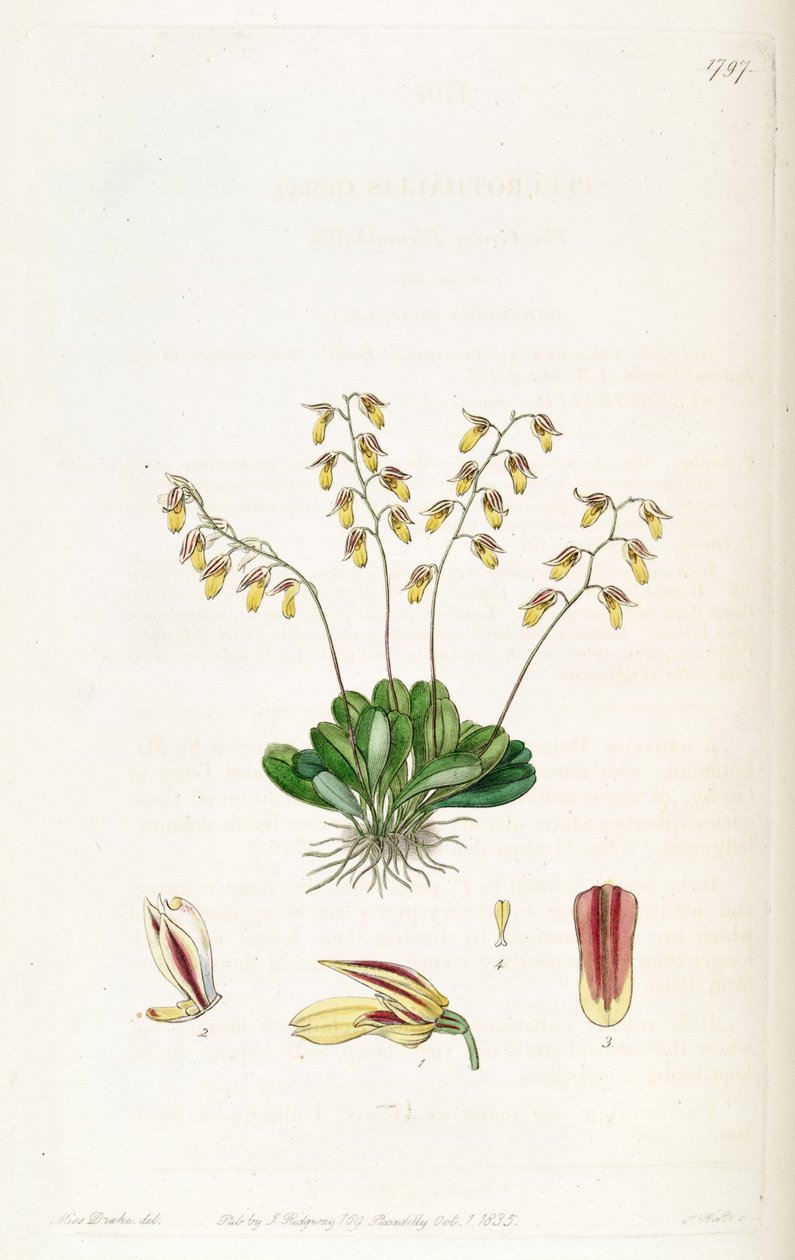 Specklinia grobyi von Miss Drake