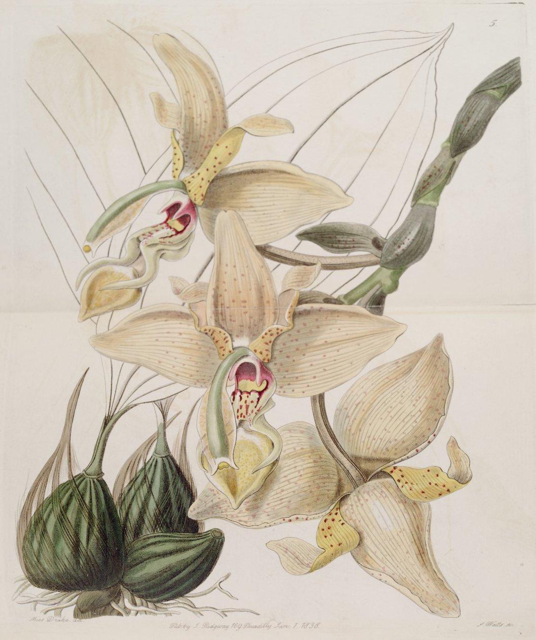 Stanhopea × quadricornis Lindl. (1838) (Stanhopea grandiflora × Stanhopea wardii) von Miss Drake