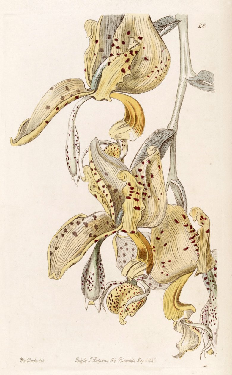 Stanhopea oculata von Miss Drake