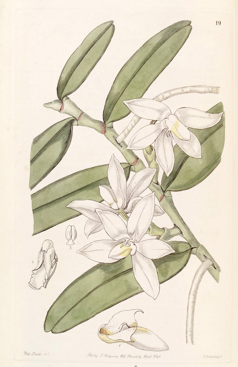 Thrixspermum calceolus von Miss Drake