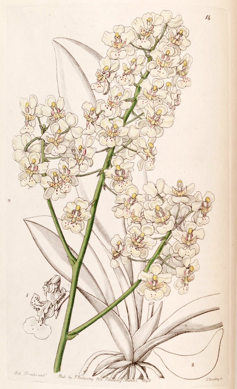 Trichocentrum stramineum (als Syn. Oncidium stramineum) von Miss Drake