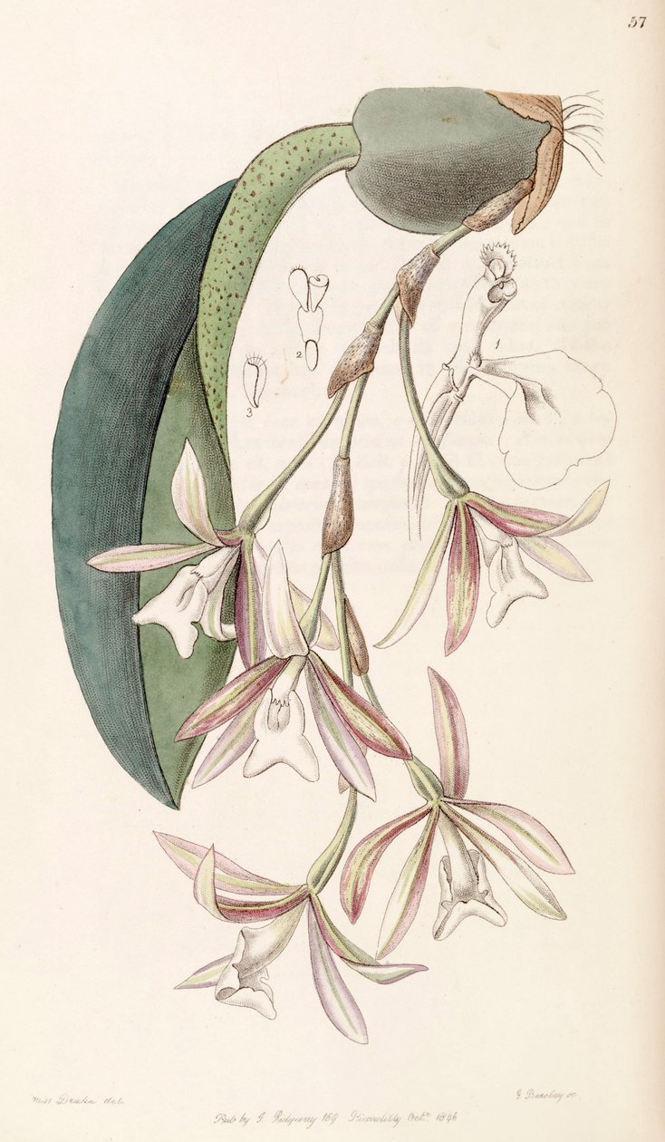 Trichopilia laxa von Miss Drake