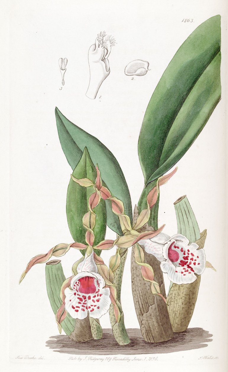 Trichopilia tortilis von Miss Drake